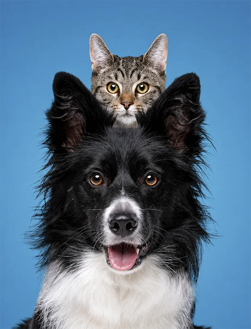 Pets